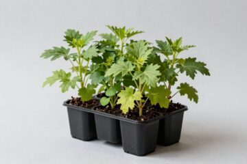 Best Indoor Herb Garden Kits for Fresh Herbs