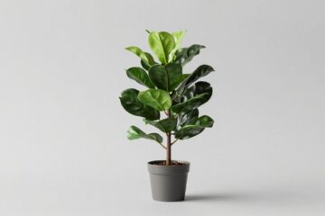 Cannoneer Plants vs Brainrots Guide